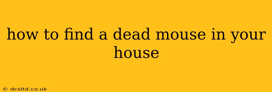 how to find a dead mouse in your house