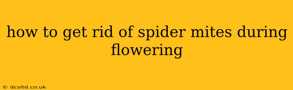 how to get rid of spider mites during flowering