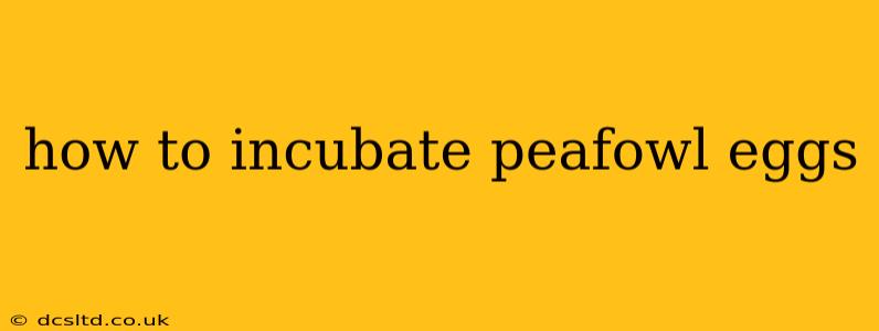 how to incubate peafowl eggs