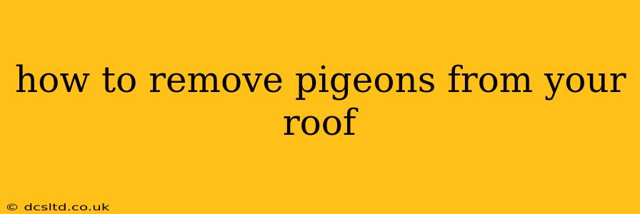 how to remove pigeons from your roof