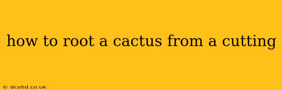 how to root a cactus from a cutting