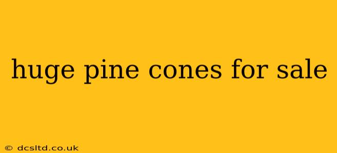 huge pine cones for sale