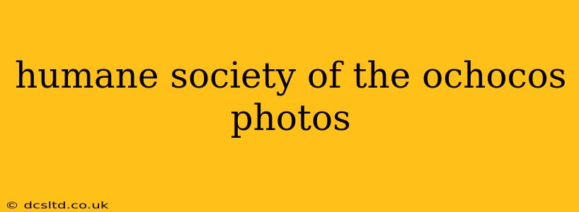 humane society of the ochocos photos