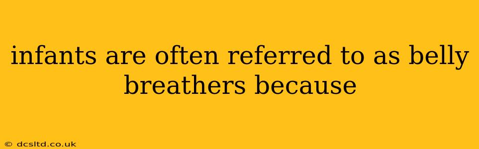 infants are often referred to as belly breathers because