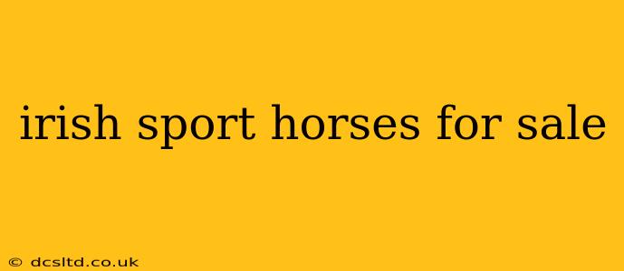 irish sport horses for sale