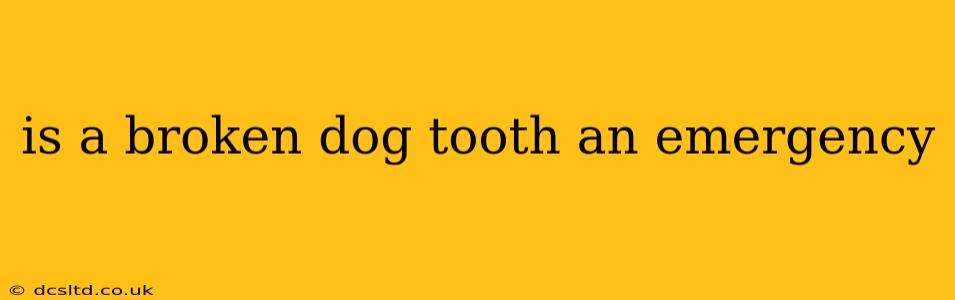 is a broken dog tooth an emergency