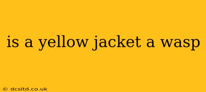 is a yellow jacket a wasp