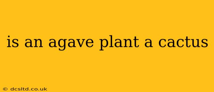 is an agave plant a cactus