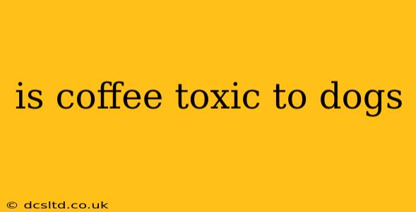 is coffee toxic to dogs
