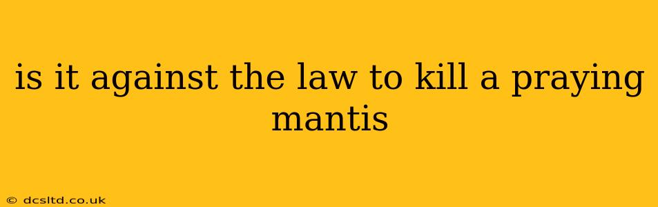 is it against the law to kill a praying mantis