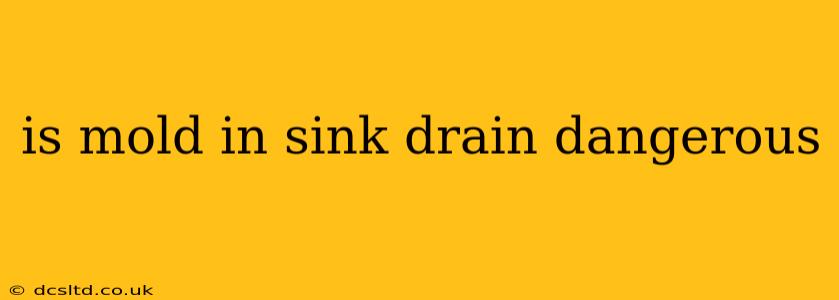 is mold in sink drain dangerous