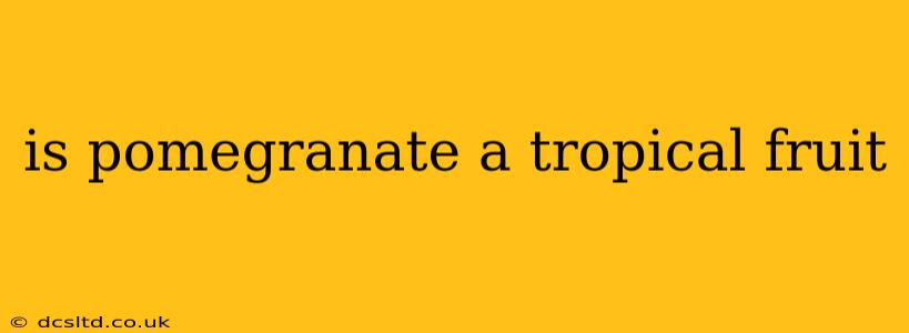 is pomegranate a tropical fruit