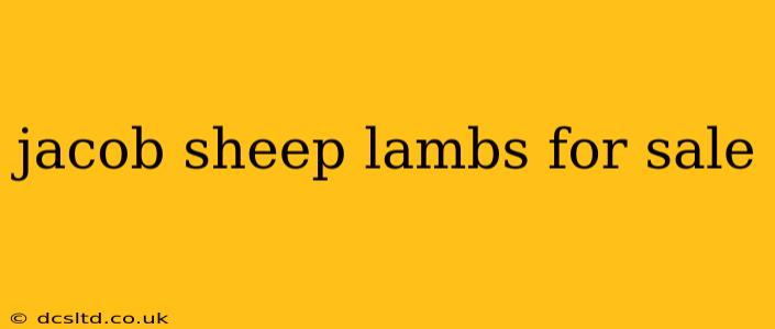 jacob sheep lambs for sale