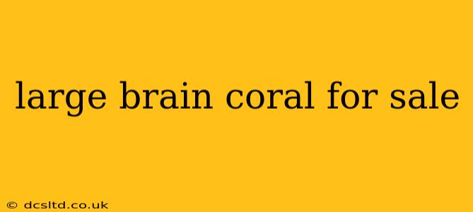large brain coral for sale