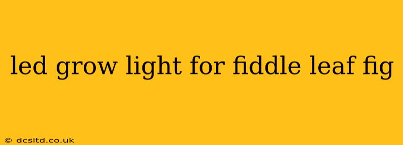 led grow light for fiddle leaf fig