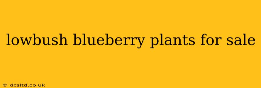 lowbush blueberry plants for sale