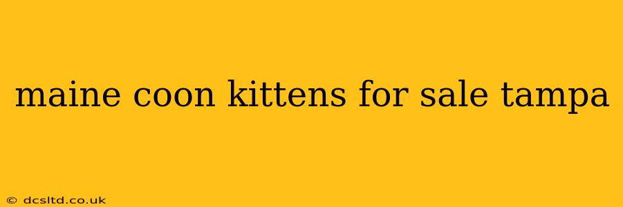 maine coon kittens for sale tampa