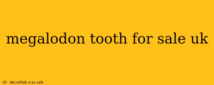 megalodon tooth for sale uk