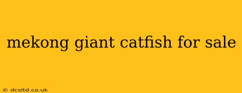 mekong giant catfish for sale