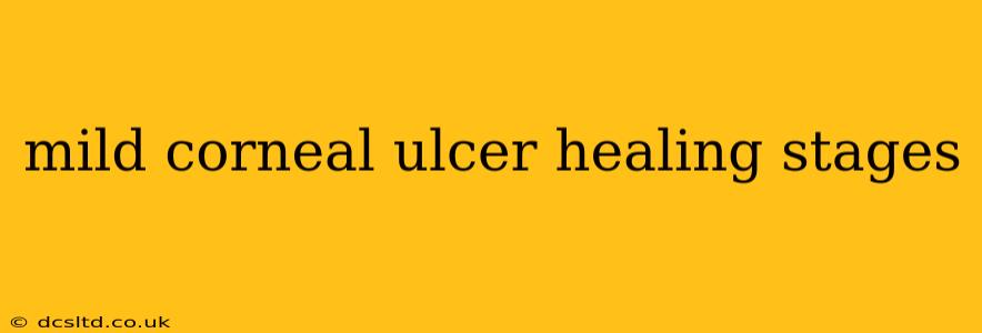 mild corneal ulcer healing stages