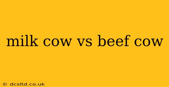 milk cow vs beef cow