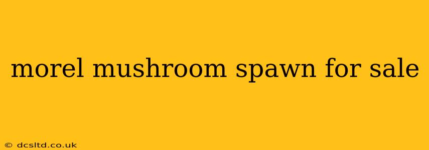 morel mushroom spawn for sale