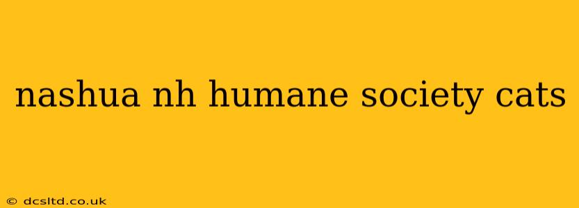 nashua nh humane society cats