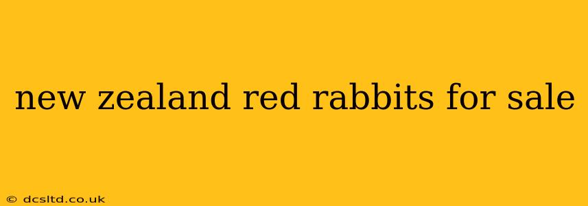 new zealand red rabbits for sale