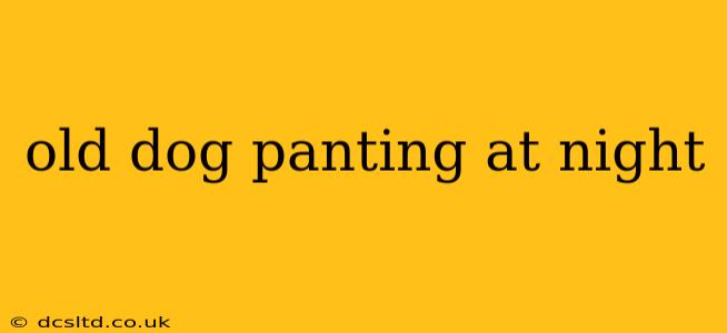 old dog panting at night