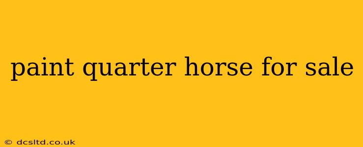 paint quarter horse for sale