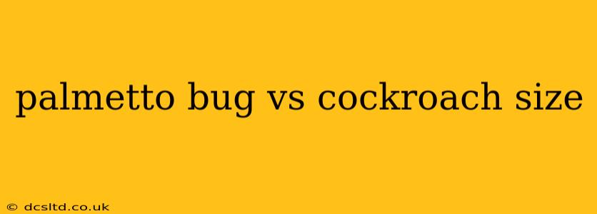 palmetto bug vs cockroach size