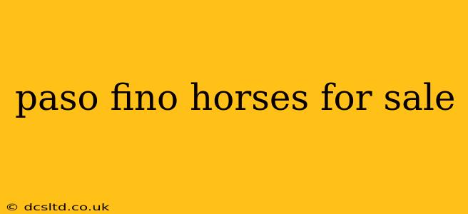 paso fino horses for sale