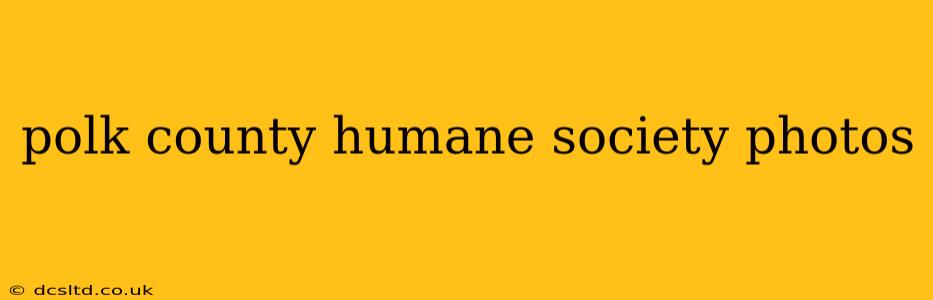 polk county humane society photos