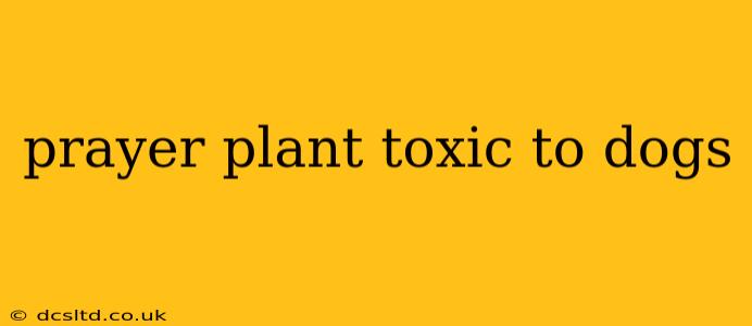 prayer plant toxic to dogs