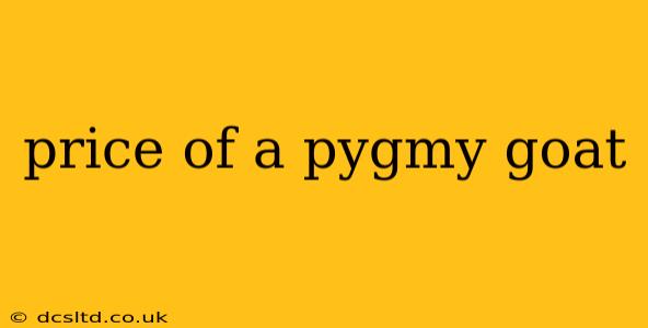 price of a pygmy goat