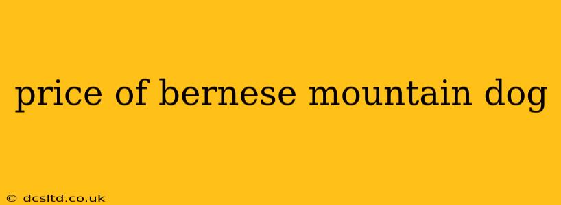 price of bernese mountain dog