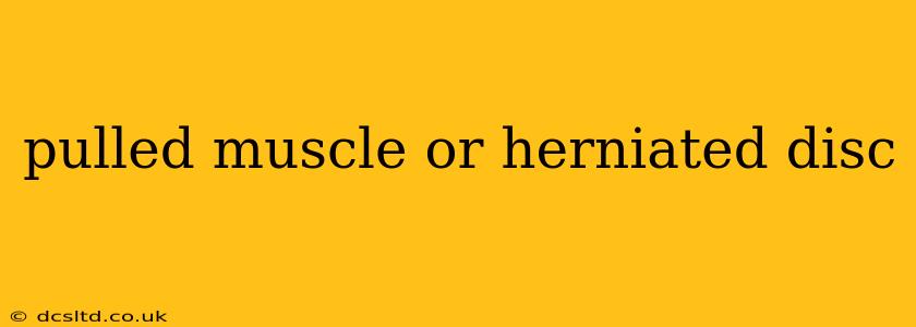pulled muscle or herniated disc