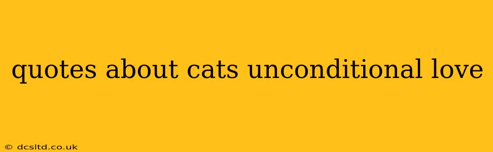 quotes about cats unconditional love