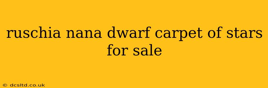 ruschia nana dwarf carpet of stars for sale