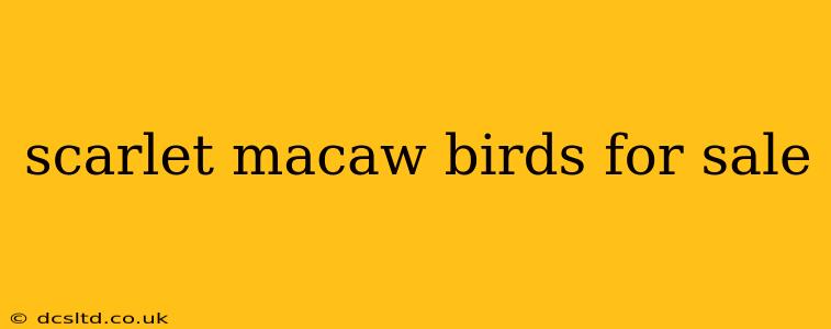 scarlet macaw birds for sale