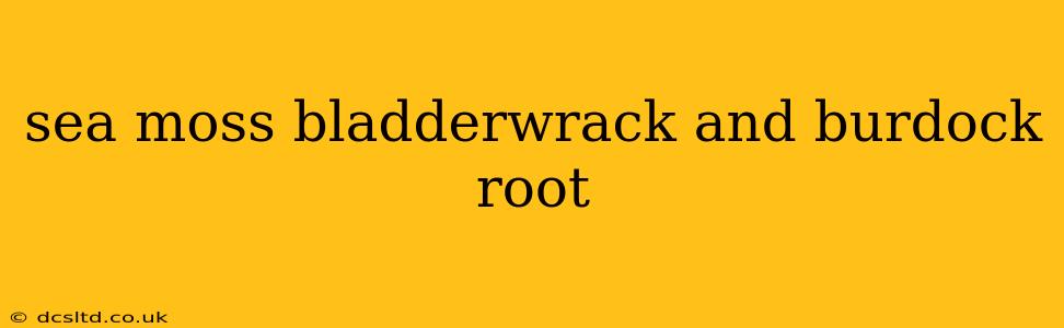 sea moss bladderwrack and burdock root