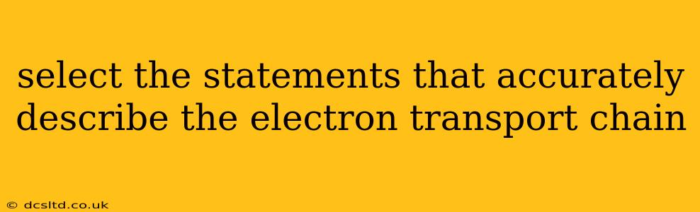 select the statements that accurately describe the electron transport chain