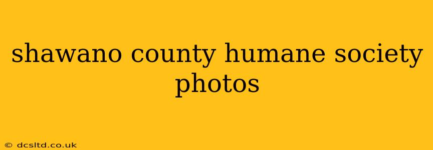 shawano county humane society photos