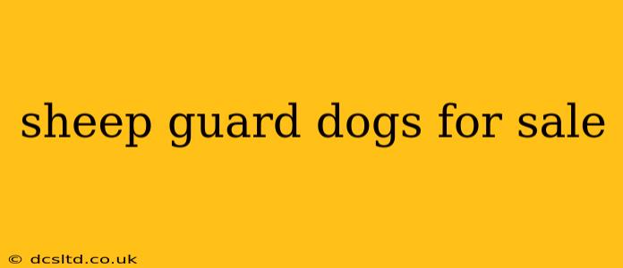 sheep guard dogs for sale