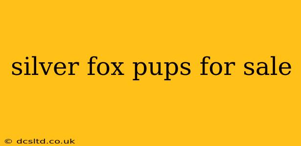 silver fox pups for sale