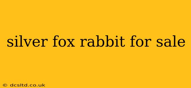 silver fox rabbit for sale