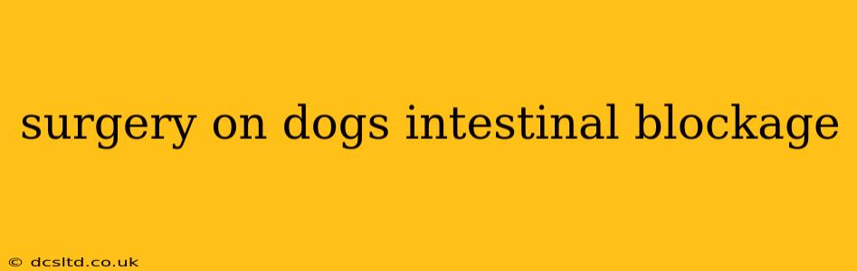 surgery on dogs intestinal blockage