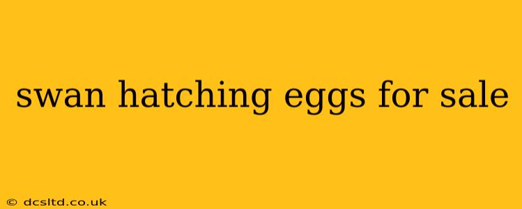 swan hatching eggs for sale