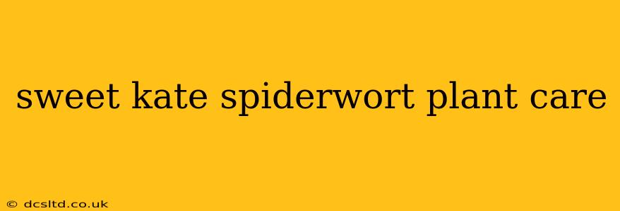 sweet kate spiderwort plant care
