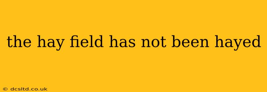 the hay field has not been hayed